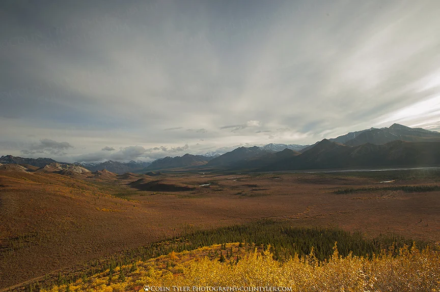Autumn colors and the Teklanika River