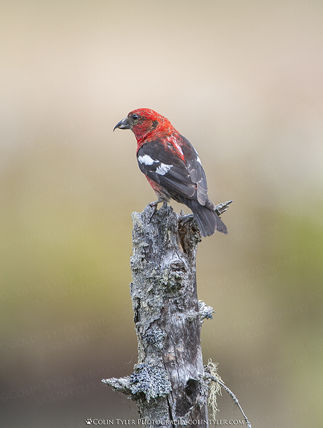White-winged Crossbill, Eagle River Nature Center, Alaska