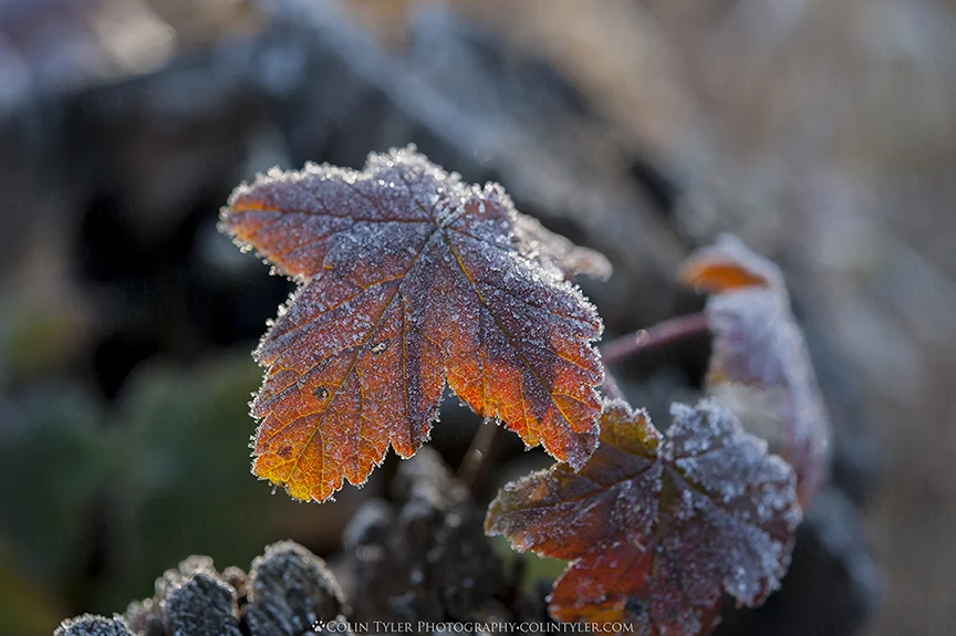 Currant leaves backlit by morning sun