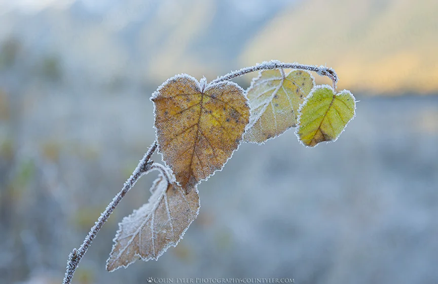 Frosted white birch leaves