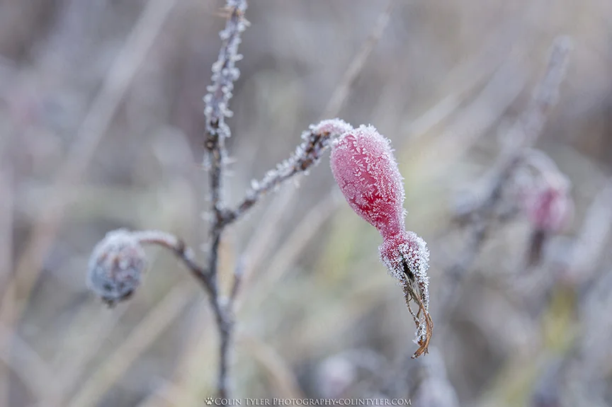 Frost-covered rose hip