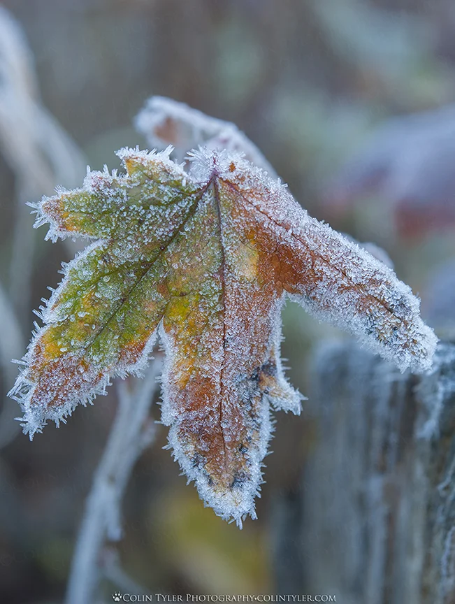 Currant leaf