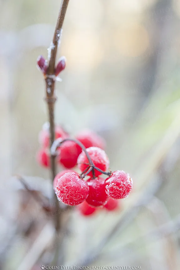 Frozen cranberries