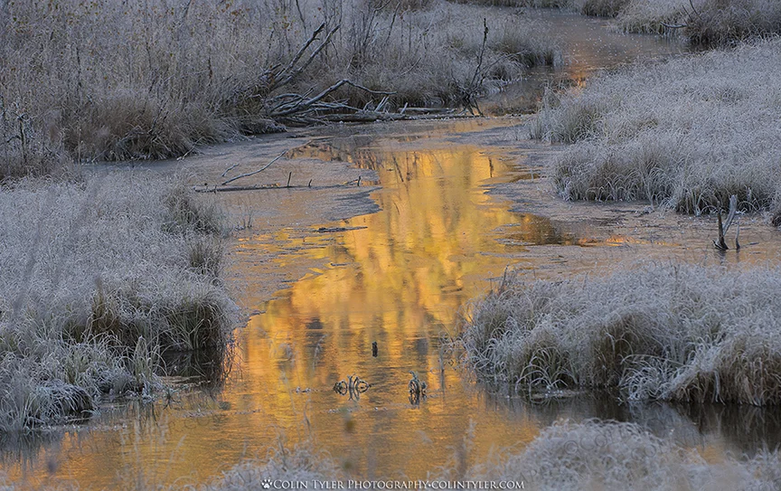 Fall colors in morning light reflect on the creek at the Eagle River Nature Center