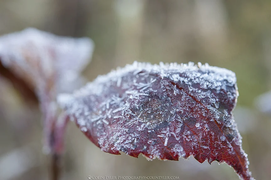 Cranberry leaf