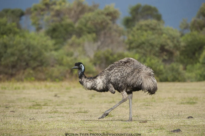 Emu, Wilson's Promontory, Victoria