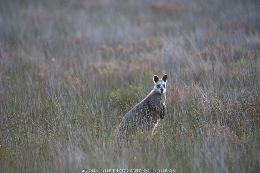 Wallaby, Wilson's Promontory, Victoria