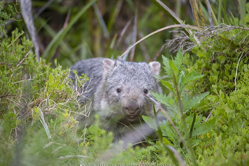 Wombat, Wilson's Promontory, Victoria