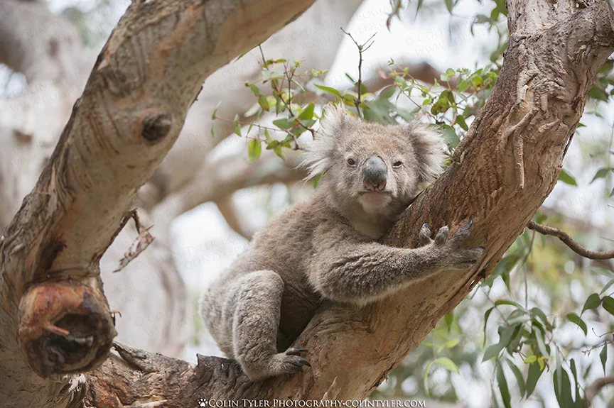 Koala at Kennett River, Great Ocean Road, Victoria