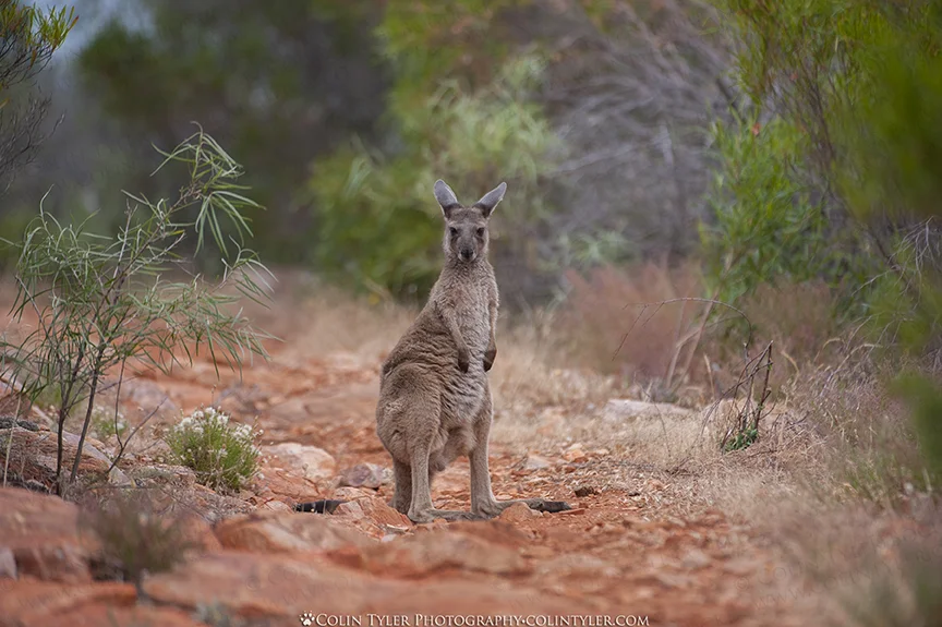 Kangaroo, Mount Remarkable National Park, South Australia