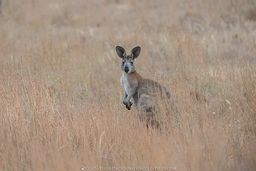Kangaroo, Flinders Ranges National Park, South Australia