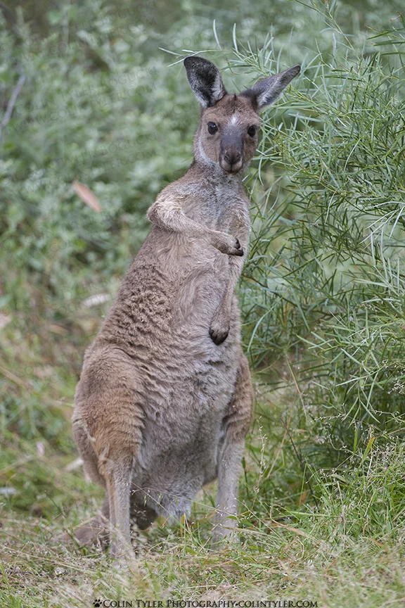 Young kangaroo in Mount Remarkable National Park, South Australia