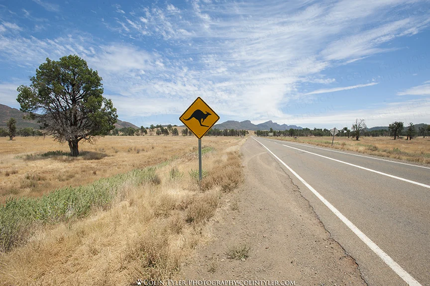 Kangaroo Crossing, Wilpena Pound, Flinders Ranges National Park, South Australia