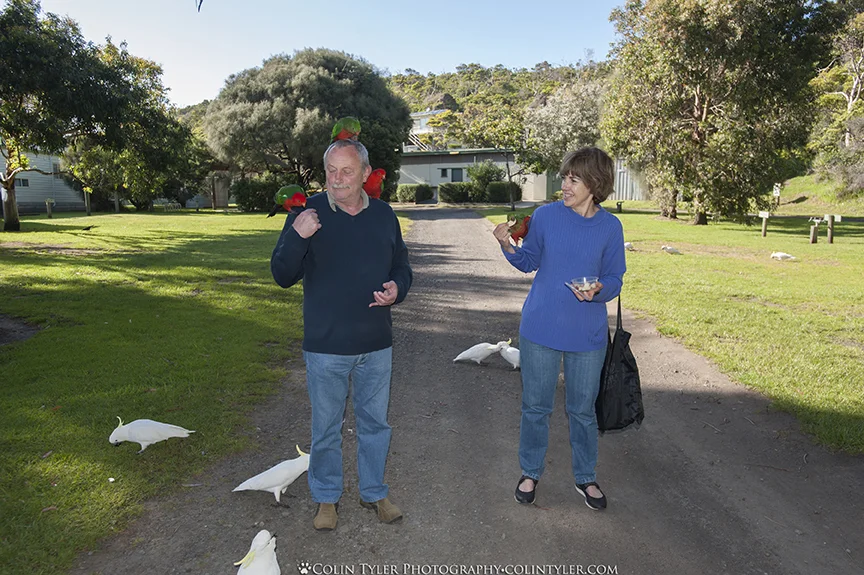 Hand-feeding parrots and cockatoos in, Kennett River Holiday Park, Great Ocean Road, Victoria