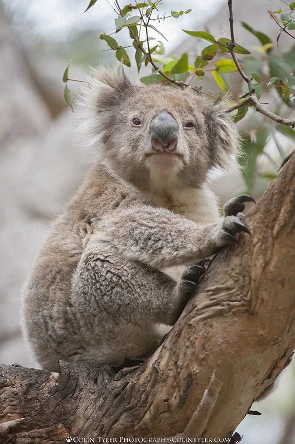 Koala at Kennett River, Great Ocean Road, Victoria