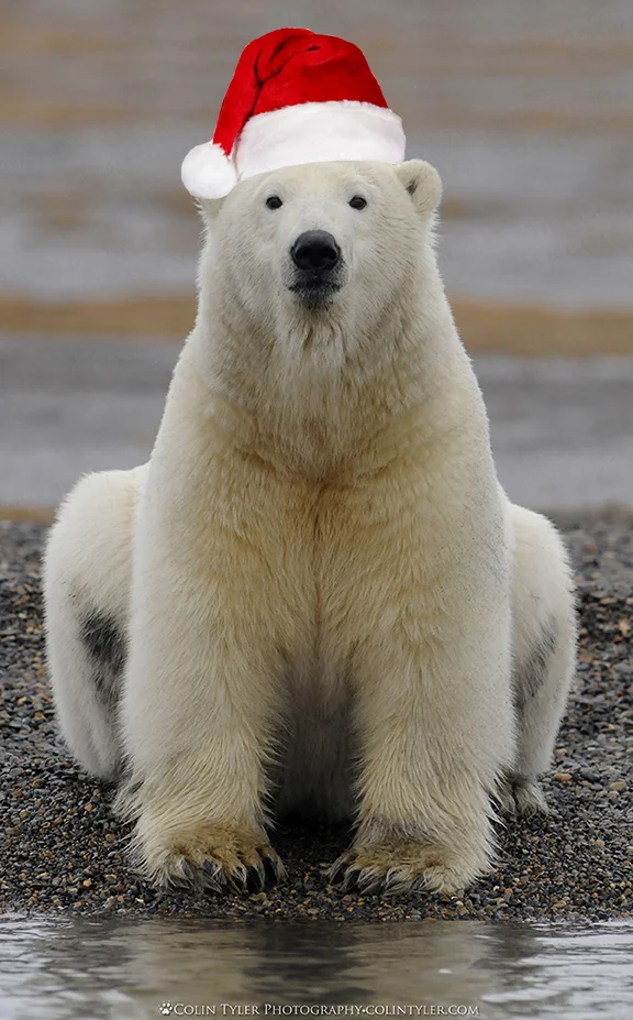 Santa Bear.jpg
