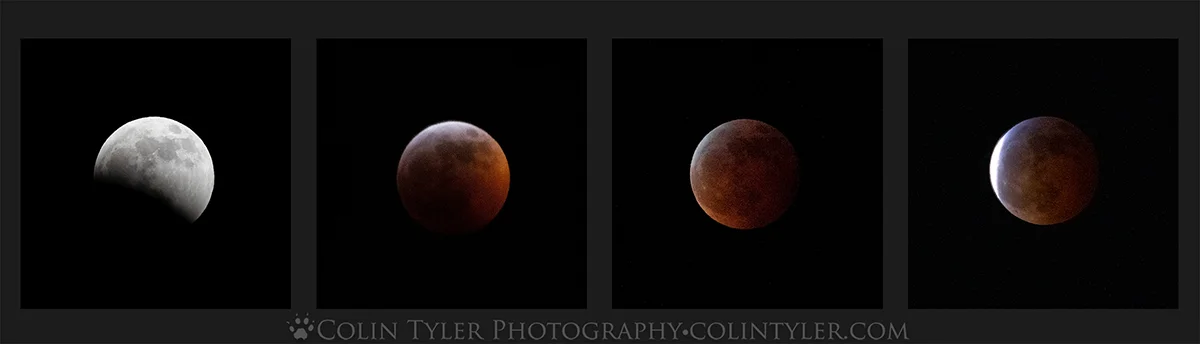 Eclipse Collage copy.jpg
