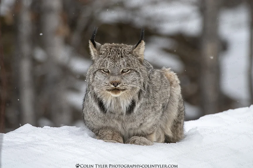 Resting Lynx Face