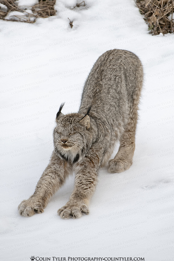 Yoga Lynx
