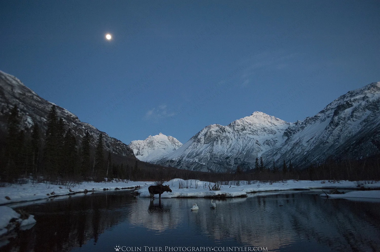 Swans and Moose Feeding under a Bright Moon