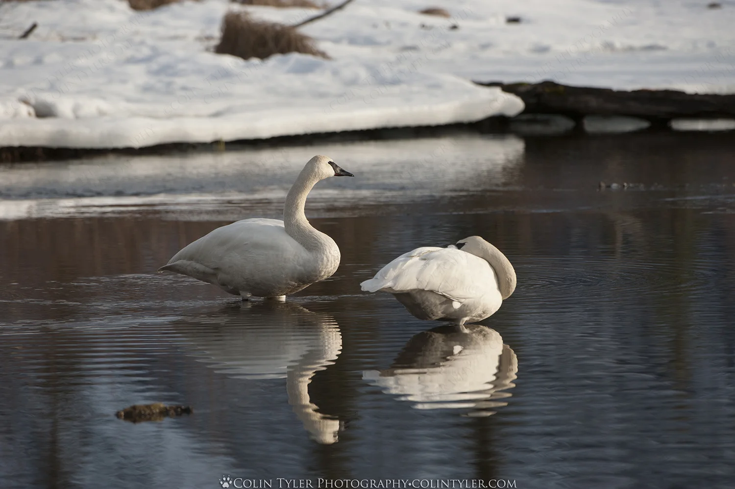 Trumpeter Swans Resting