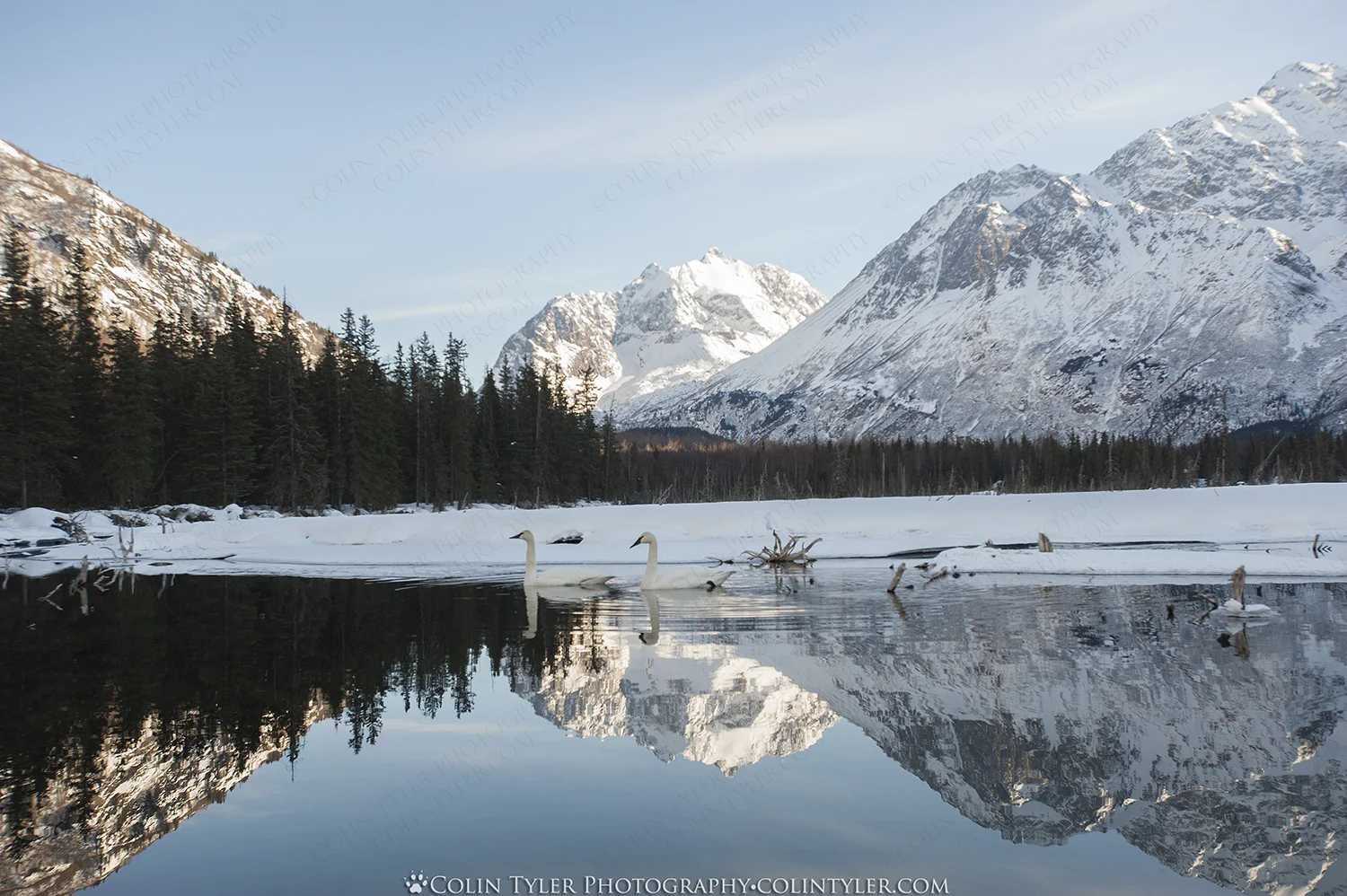 Trumpeter Swans, Chugach Mountains
