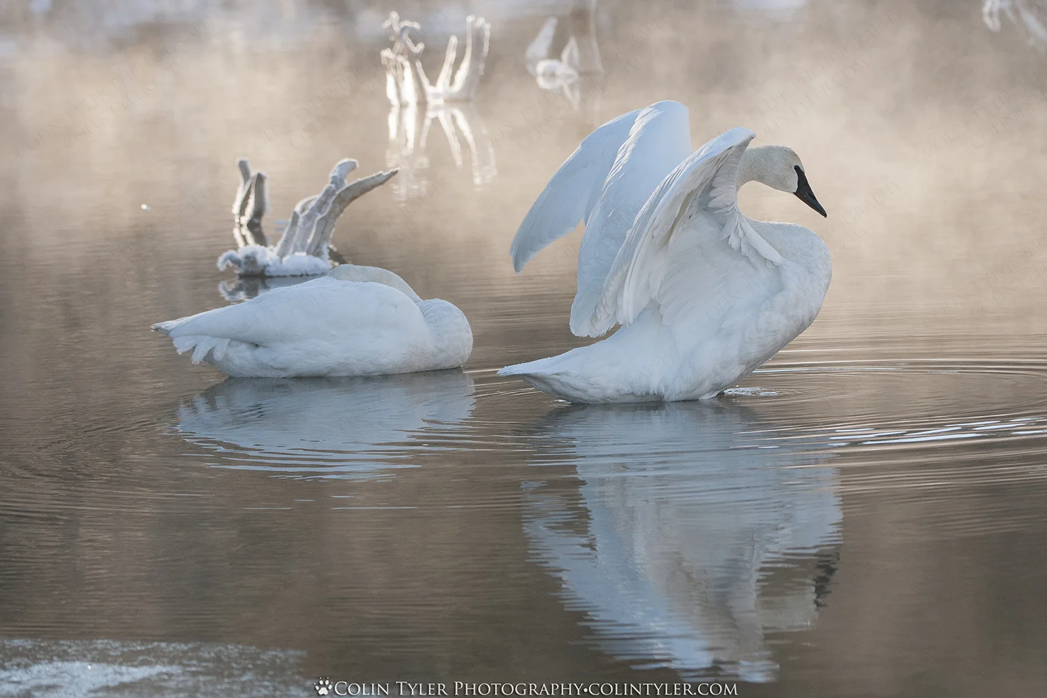 Trumpeter Swans Preeening
