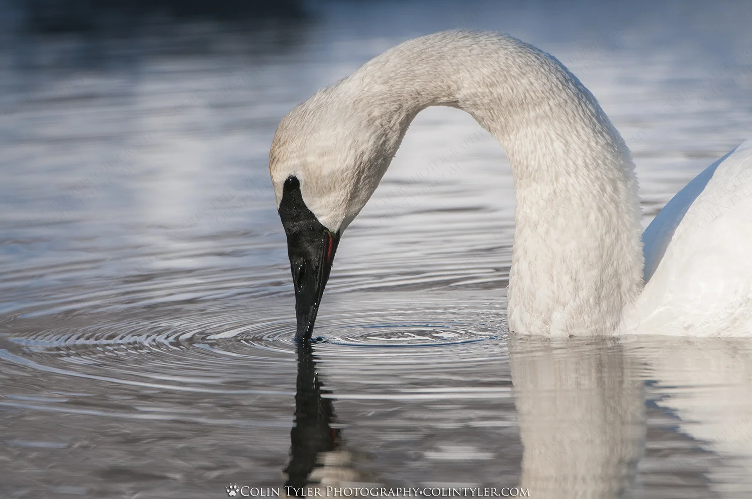 Trumpeter Swan Feeding
