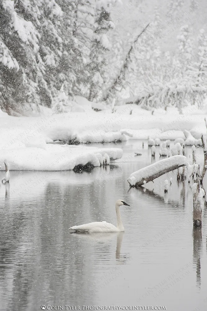 Trumpeter Swan in Falling Snow
