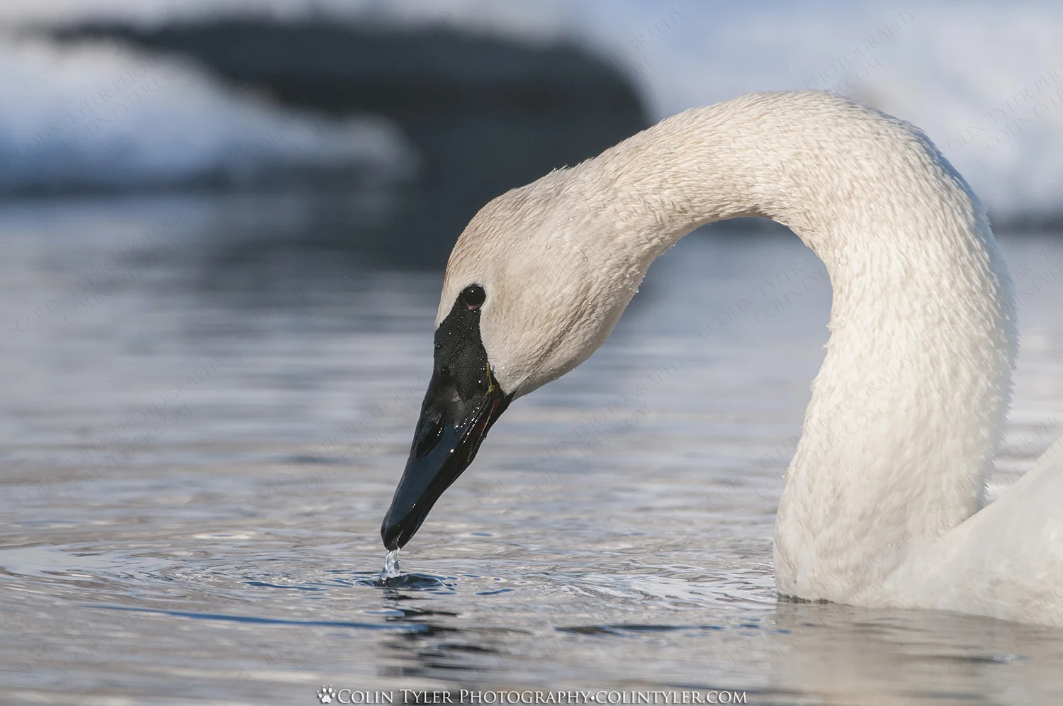 Trumpeter Swan Feeding
