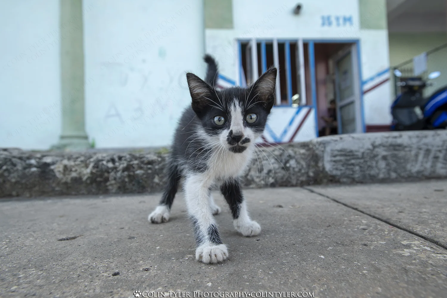 El Gato (Cat), Havana