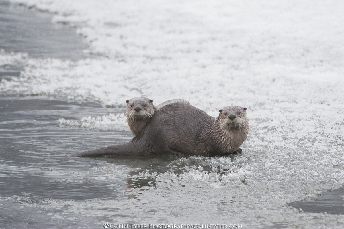 River otters, Eagle River Nature Center, Chugach State Park