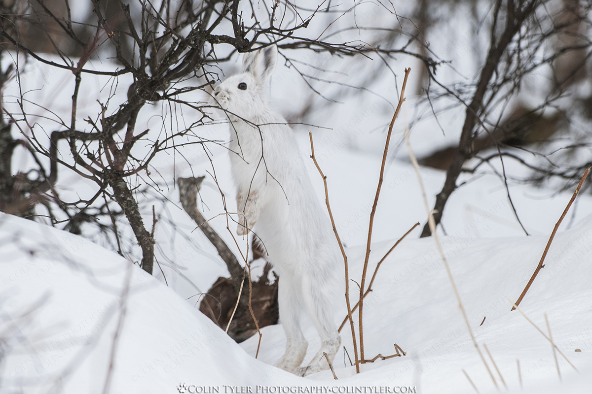 Snowshoe Hare in Winter, Eagle River Nature Center
