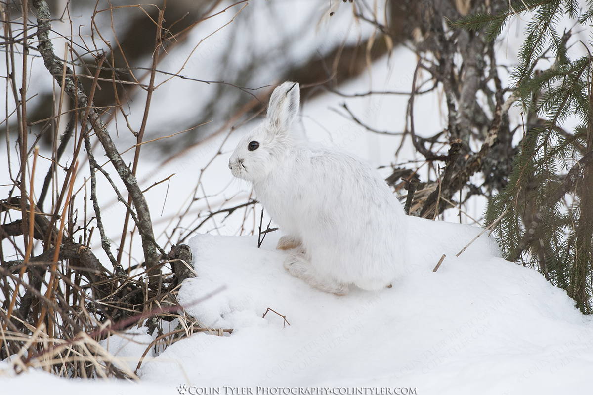 Snowshoe Hare in Winter, Eagle River Nature Center