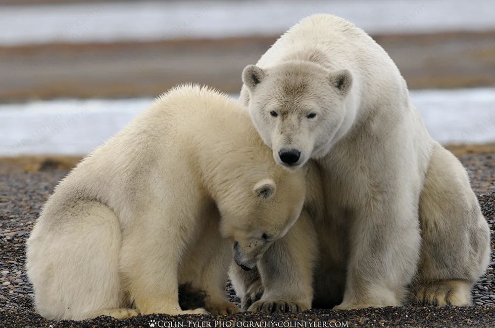 Polar bear sow and cub. Arctic National Wildlife Refuge, Alaska.