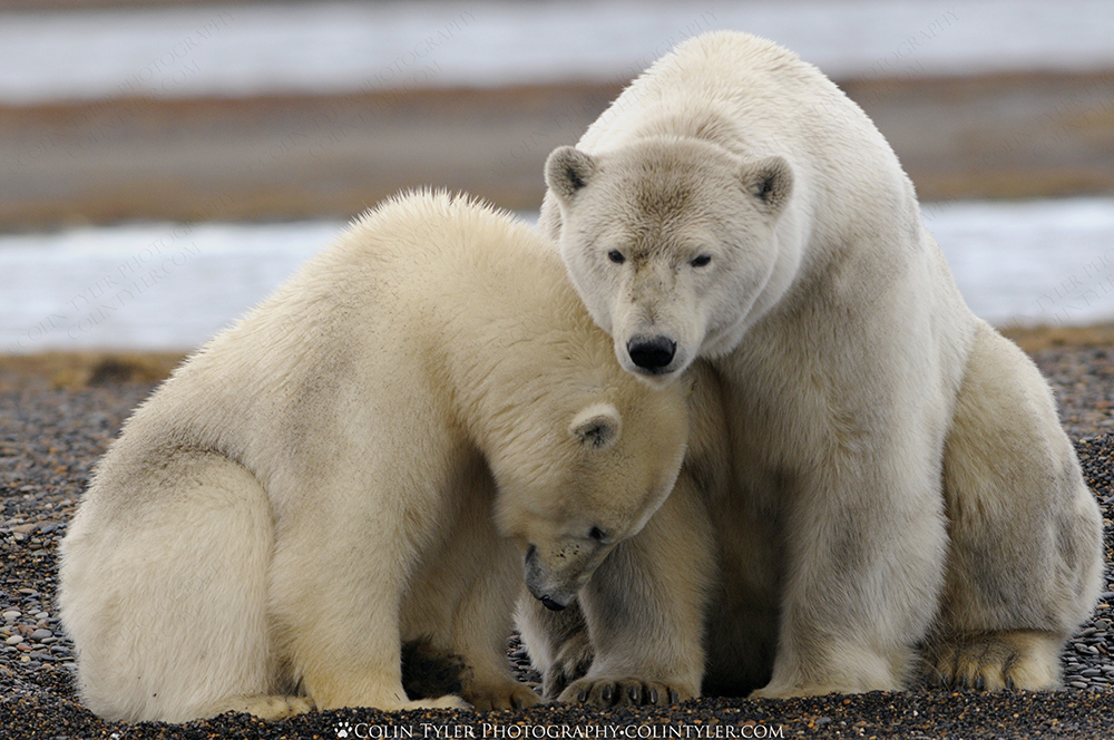 Polar bear sow and cub. Arctic National Wildlife Refuge, Alaska.