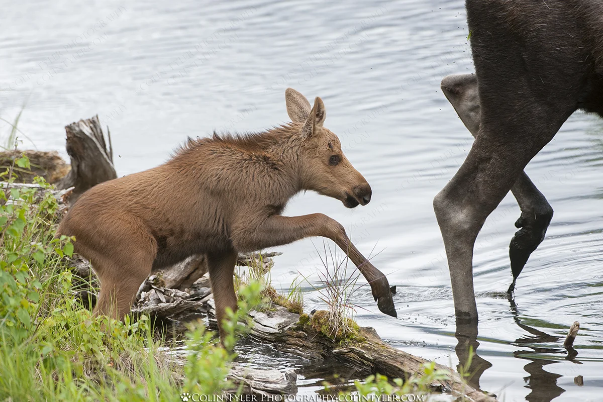 Cow and Calf Moose, Eagle River Nature Center