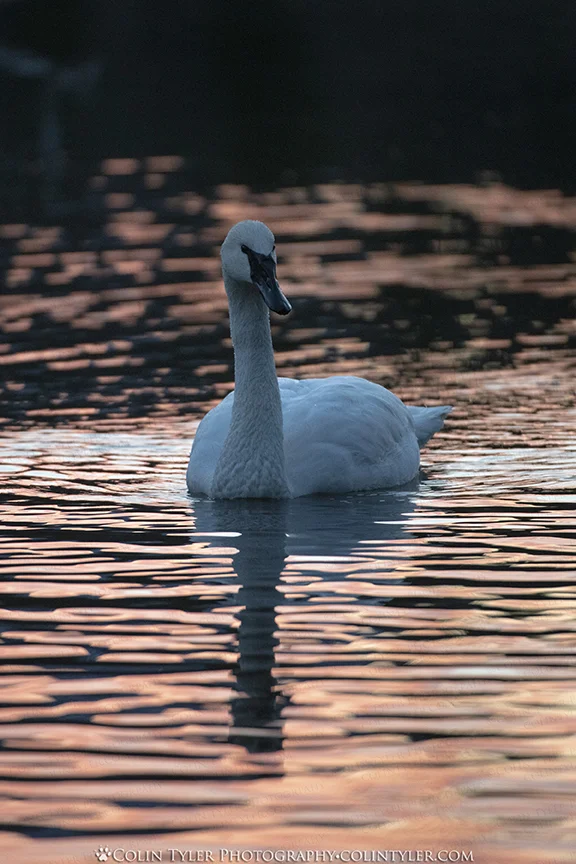 Trumpeter Swan, Eagle River Nature Center