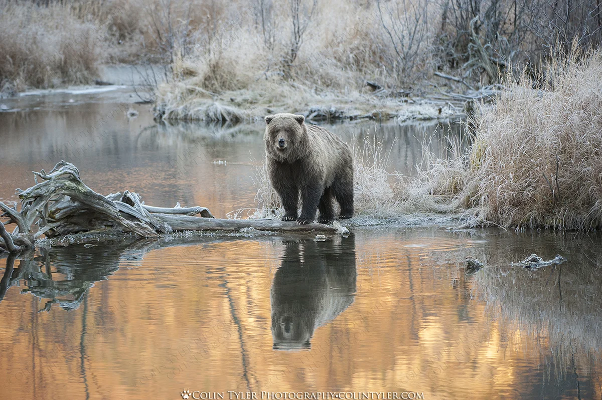 Brown Bear on a frosty autumn morning at the Eagle River Nature Center, Chugach State Park