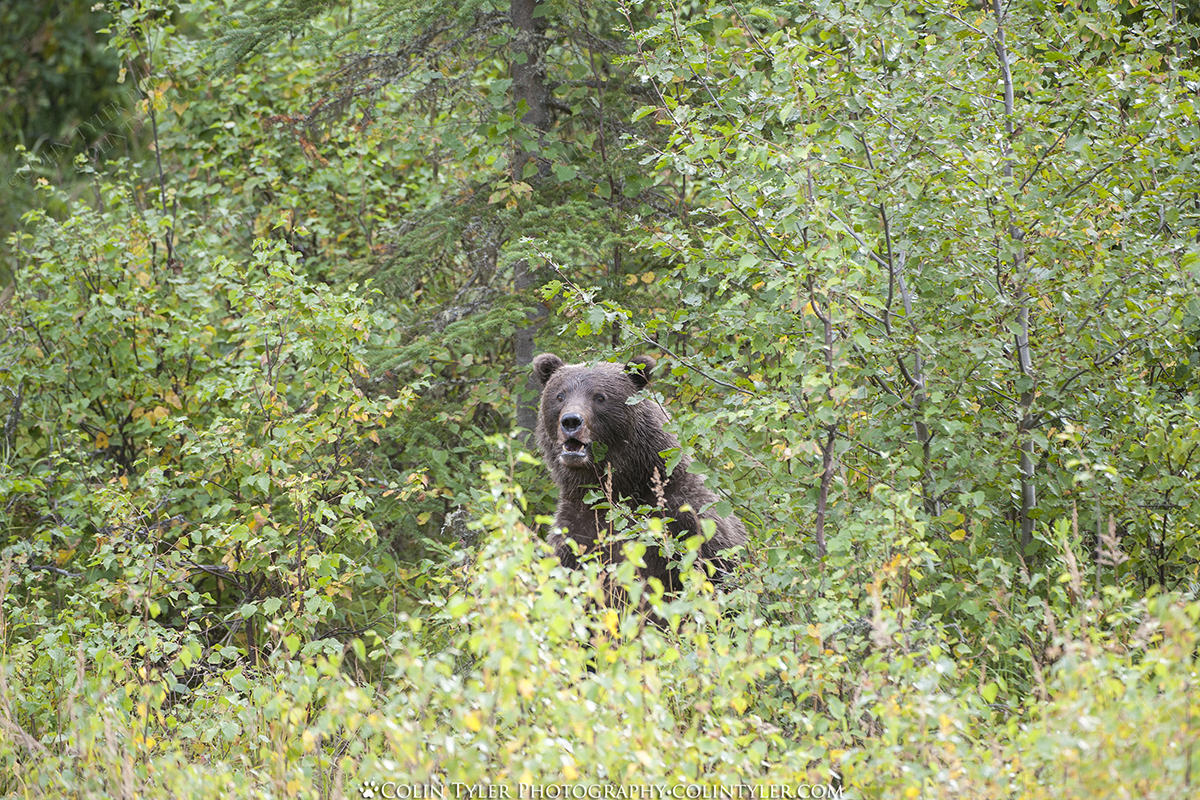 Brown Bear Sow, Eagle River Nature Center