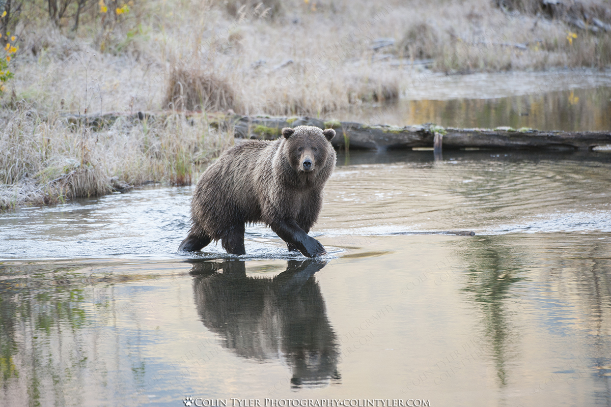 Autumn Brown Bear Sow, Eagle River Nature Center