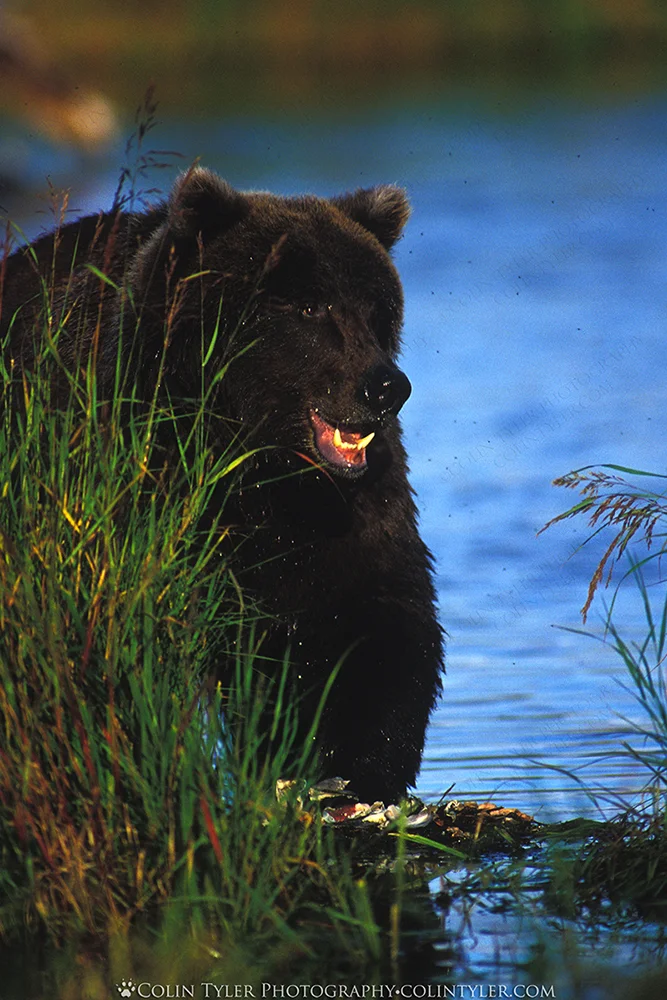 Brown Bear Feeding on Salmon, Books Camp, Katmai National Park