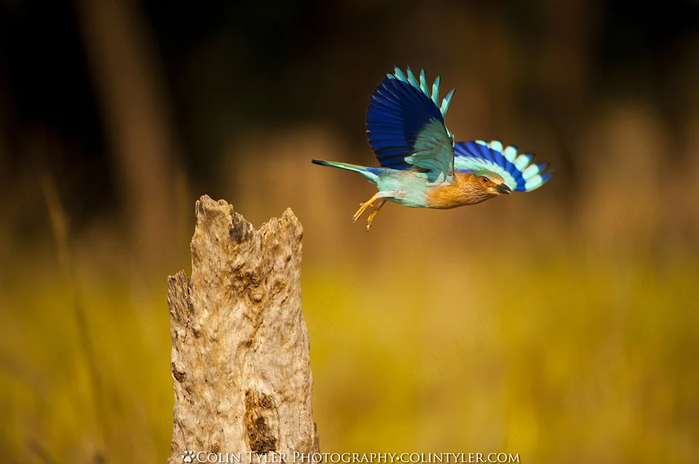 Indian roller taking flight, Kanha National Park