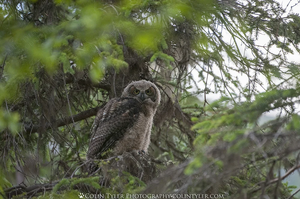 Great Horned Owlet
