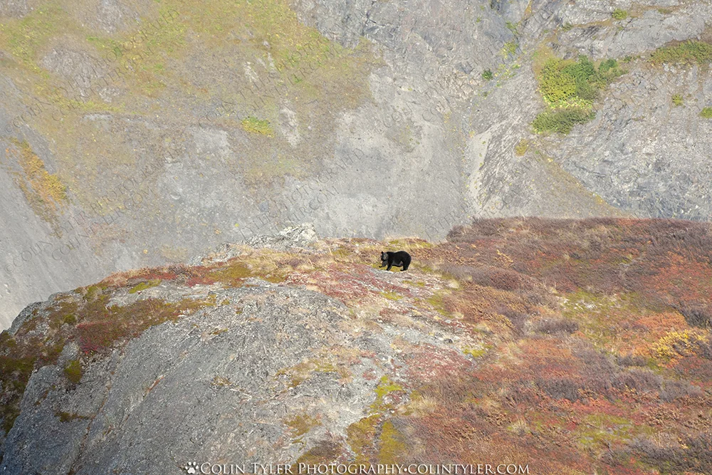 Aerial view of a black bear eating berries at 4,000 feet, Chugach State Park
