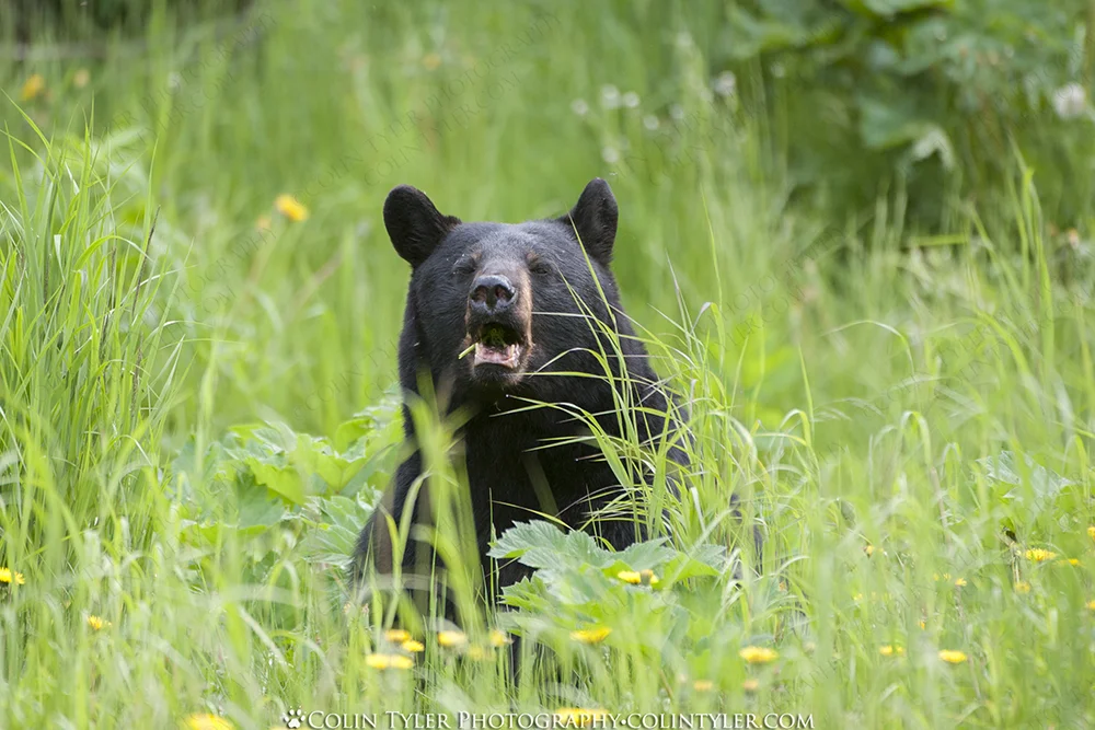 Black Bear Sow Eating Dandelions