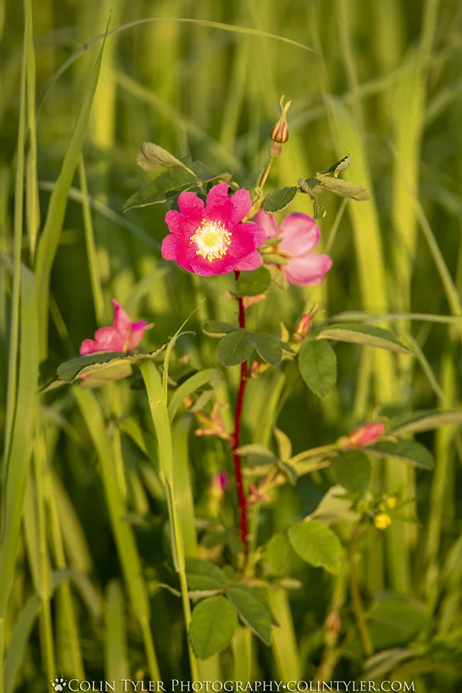 Alaska Wild Rose
