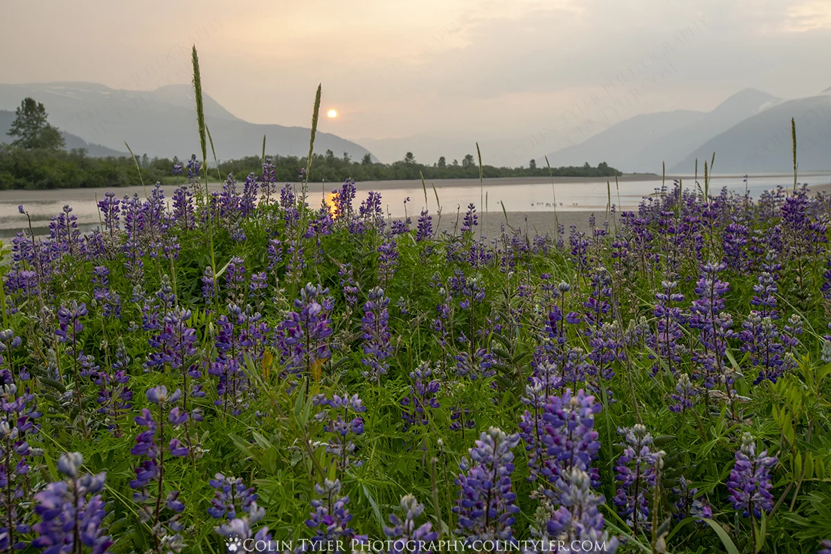 Lupine Sunset, Placer River