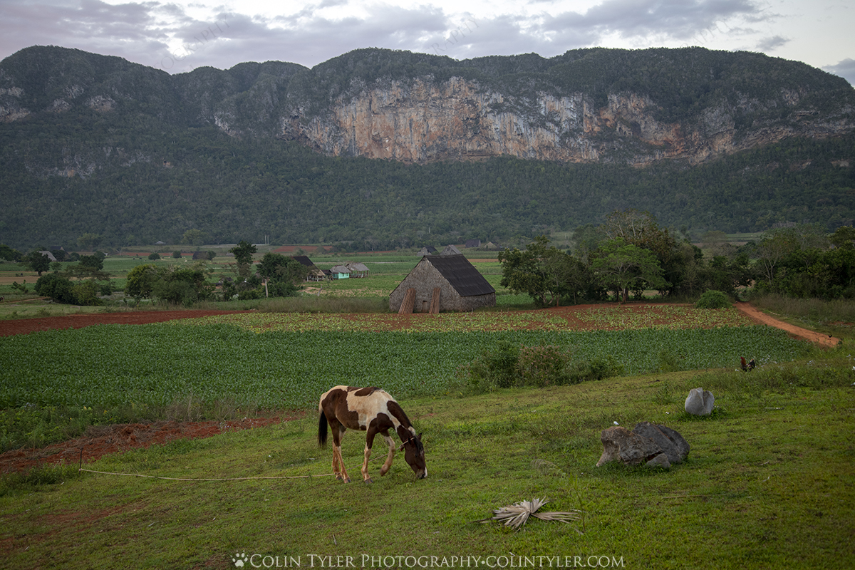 Farm Tour in Viñales