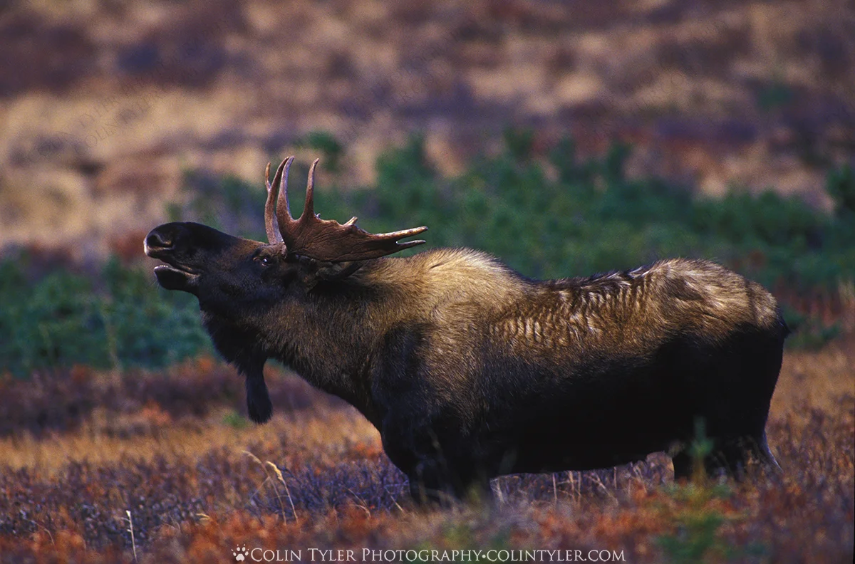 Bull moose mating call, Chugach State Park, Alaska